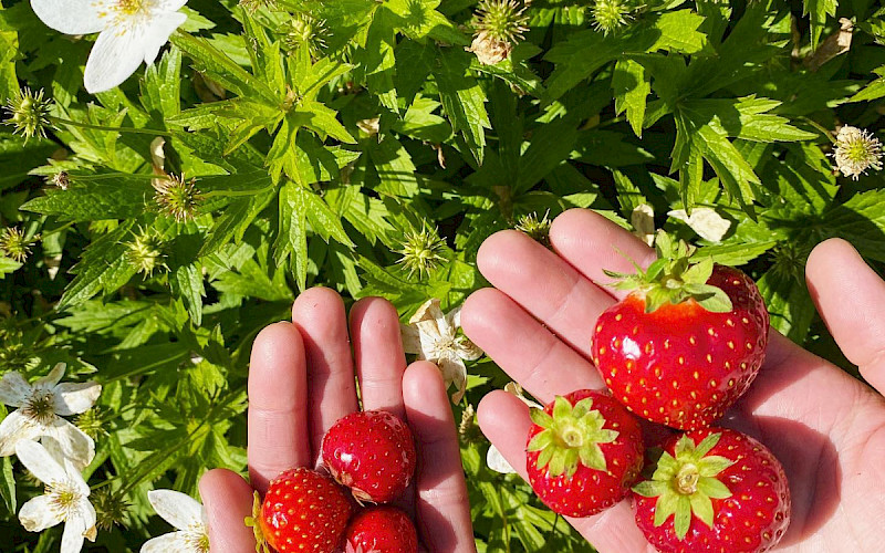 Nenosen mansikkatila valittiin vuoden 2026 Taste Savo yritykseksi